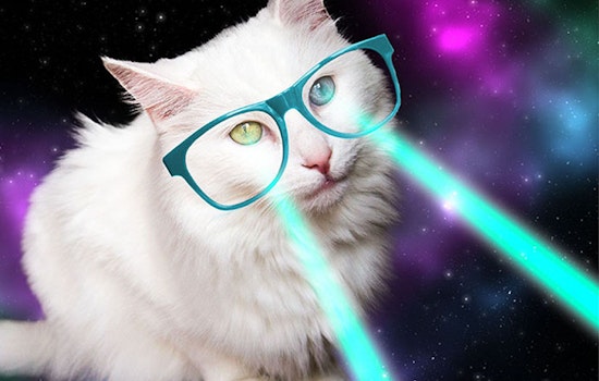 Apawture Studios Brings Lights, Hair, Costumes To Pet Photography