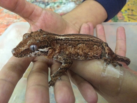 Firefighters Save Children's Center's Reptiles, Frog, Guinea Pig From Excelsior Blaze