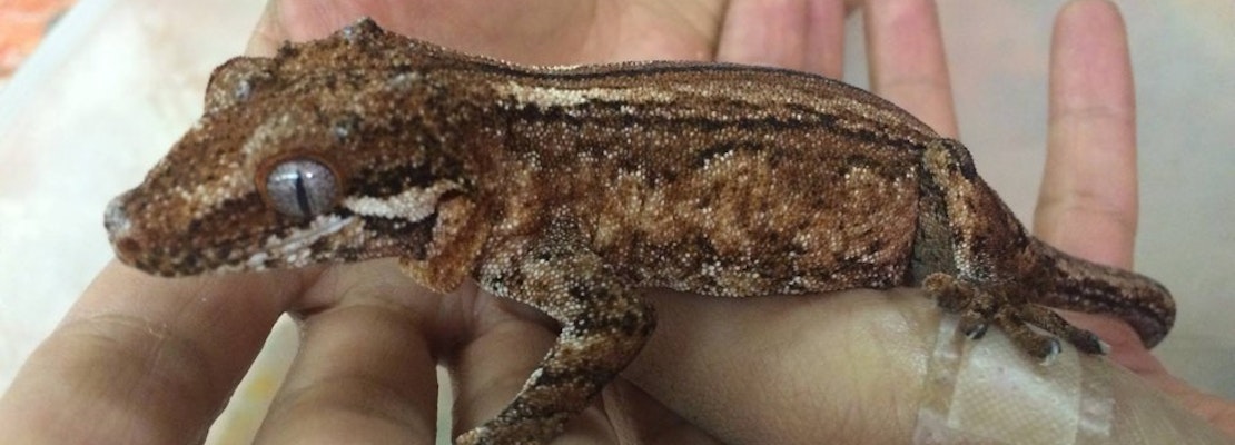 Firefighters Save Children's Center's Reptiles, Frog, Guinea Pig From Excelsior Blaze