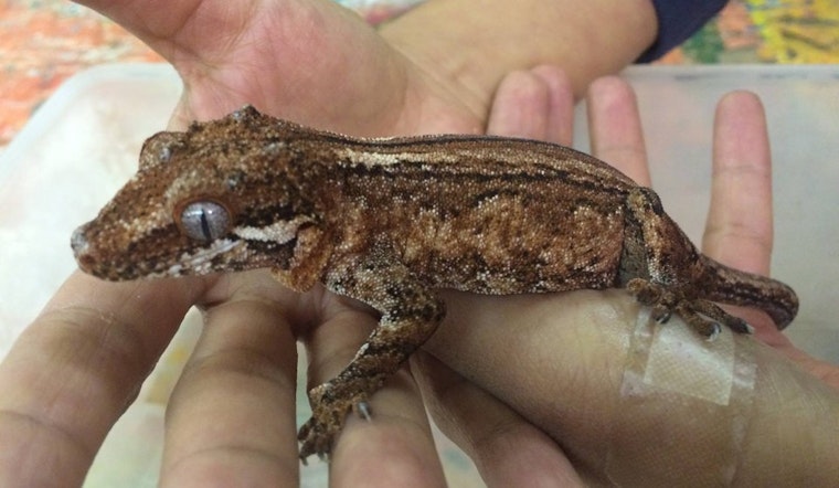 Firefighters Save Children's Center's Reptiles, Frog, Guinea Pig From Excelsior Blaze