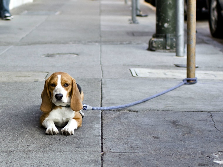 Dognapping Is A Real Risk For San Francisco's Pet Owners