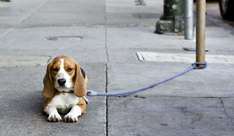 Dognapping Is A Real Risk For San Francisco's Pet Owners