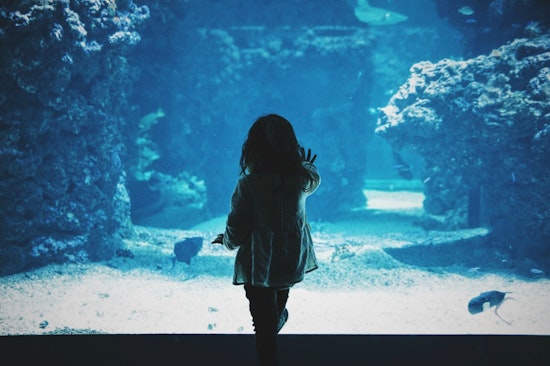 Family and learning events worth seeking out in Dallas this week
