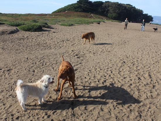 What New Dog Restrictions On SF Beaches Mean For You & Your Dog Walker