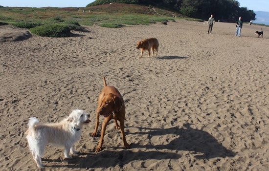 What New Dog Restrictions On SF Beaches Mean For You & Your Dog Walker