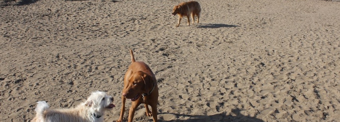 What New Dog Restrictions On SF Beaches Mean For You & Your Dog Walker