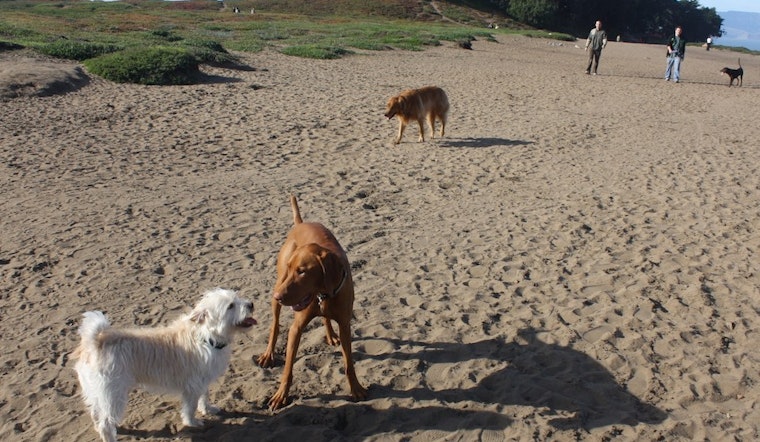 What New Dog Restrictions On SF Beaches Mean For You & Your Dog Walker
