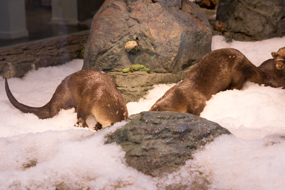 Pier 39's Frisky, Frolicking River Otters Enjoy Aquarium 'Snow Days'