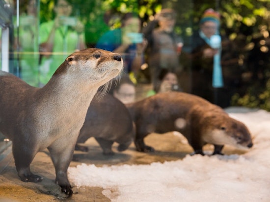 Pier 39's Frisky, Frolicking River Otters Enjoy Aquarium 'Snow Days'