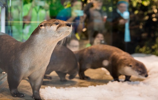 Pier 39's Frisky, Frolicking River Otters Enjoy Aquarium 'Snow Days'