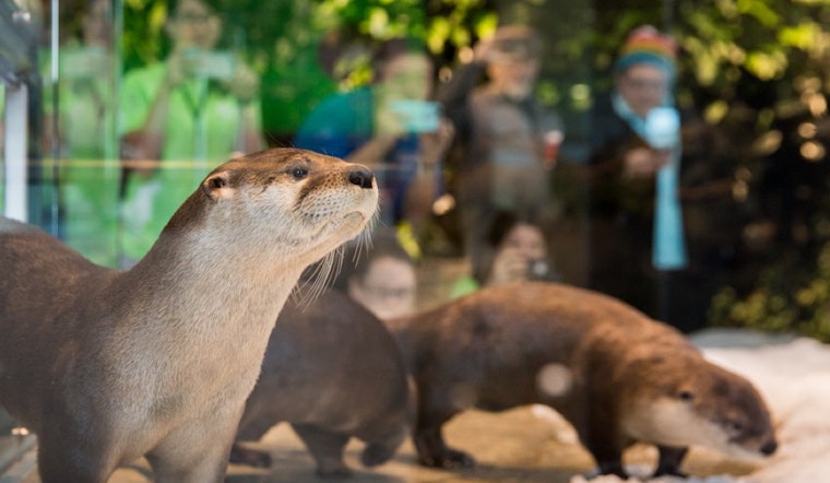 Pier 39's Frisky, Frolicking River Otters Enjoy Aquarium 'Snow Days'