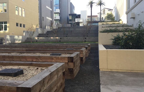 56 Community Garden Plots Up For Grabs In Hayes Valley