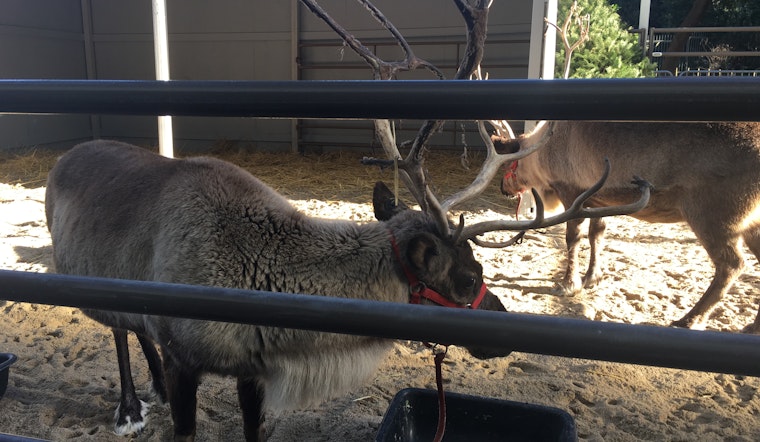 Meet Velvet & Tinsel, The California Academy Of Sciences' Reindeer