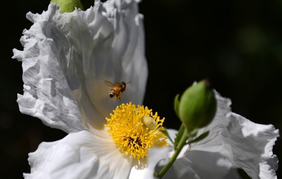 Why The SF Botanical Garden Is Worth Visiting In The Dead Of Winter