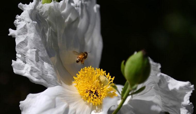 Why The SF Botanical Garden Is Worth Visiting In The Dead Of Winter