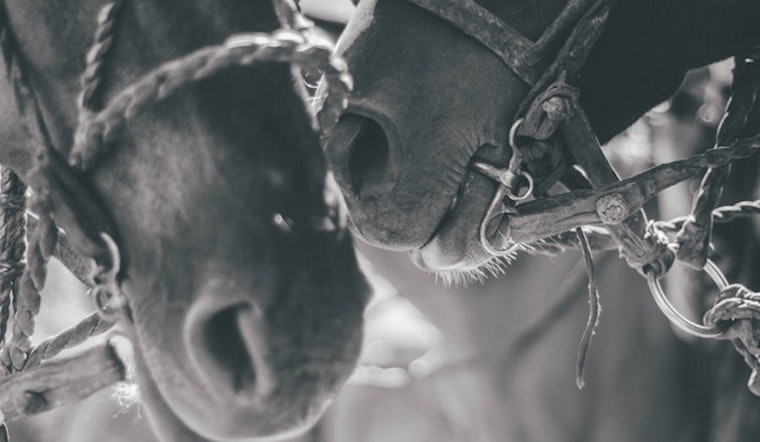 From horses to holistic healing: Here's what to do in Huntington Beach this week