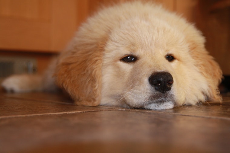 Weekly pup-date: Puppies available now at Raleigh animal shelters