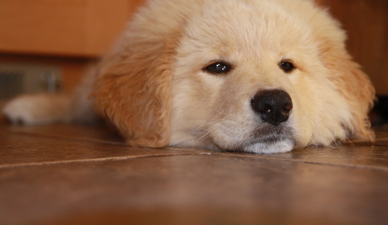 Weekly pup-date: Puppies available now at Raleigh animal shelters
