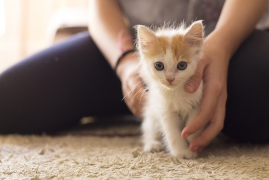 Your daily dose of cute: Kittens up for adoption now in Philly