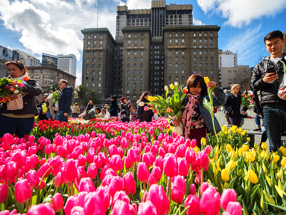 Sf Weekend 100 000 Tulips In Union Square Black Cuisine Festival