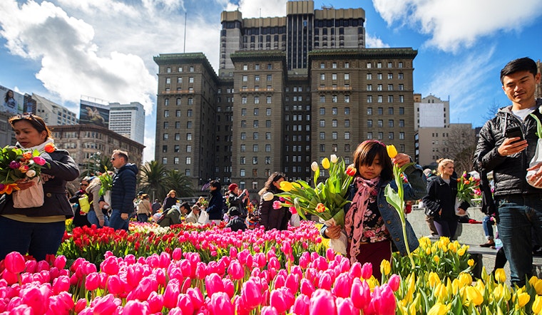 SF weekend: 100,000 tulips in Union Square, Black Cuisine Festival, Russian cultural festival, more