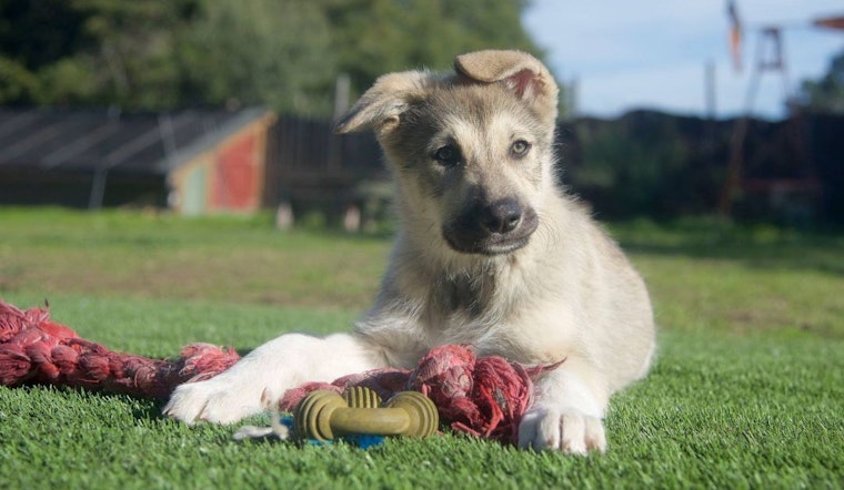 Your daily dose of cute: Puppies up for adoption now in the Bay Area