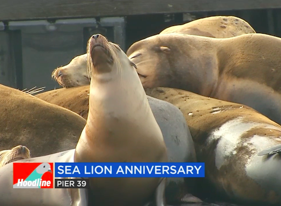This Weekend: Celebrate Sea Lions, Make Dumplings, Churn Ice Cream [Video]
