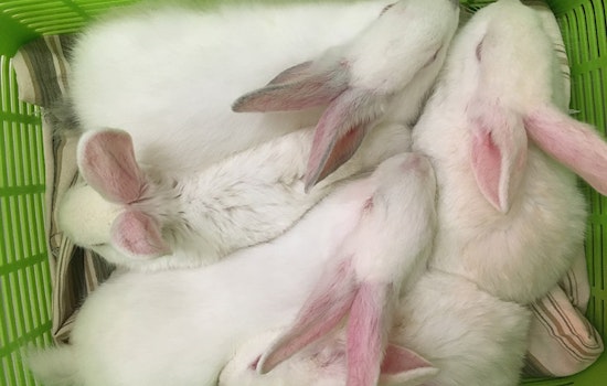 SF Animal Control Seeks Homes For 40 Rescued Craigslist Rabbits