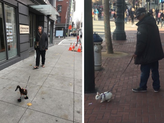 Spotted: Bunny, Duck Walkers Keep San Francisco Weird [Updated]