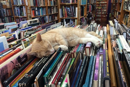 The 4 best bookstores in Los Angeles