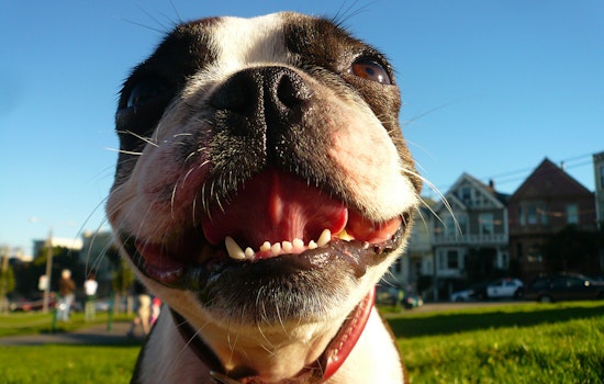 Your Guide To Dog-Friendly Duboce Triangle