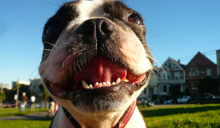 Your Guide To Dog-Friendly Duboce Triangle