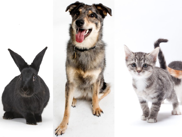 Celebrate Valentine's Day With Adoptable Animals, Mortifying Memories, Bad Karaoke And More
