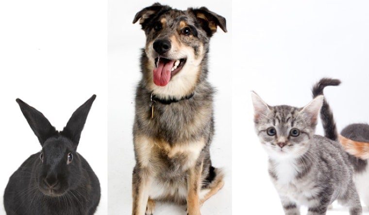 Celebrate Valentine's Day With Adoptable Animals, Mortifying Memories, Bad Karaoke And More