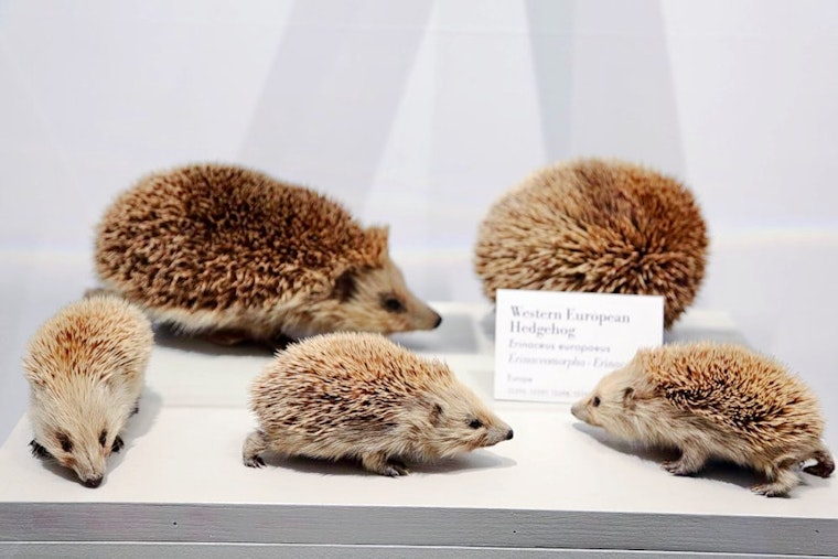 The 3 best museums in Cambridge