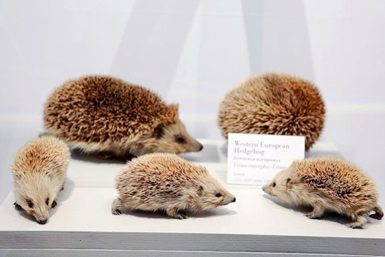 The 3 best museums in Cambridge