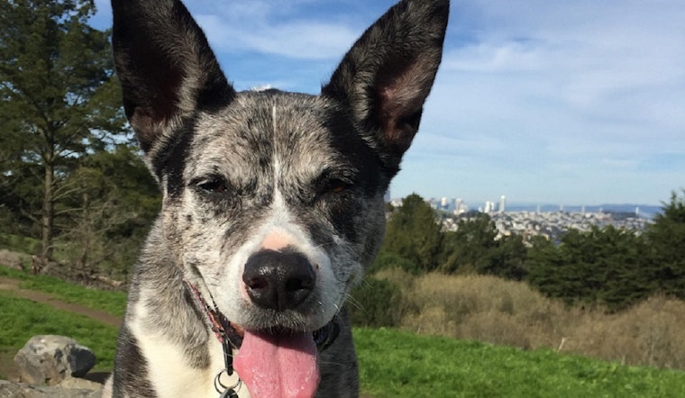 Dog-Killing Bacteria On The Rise In SF