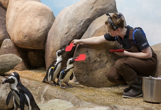 Caught In A Bird Romance: Cal Academy's Penguins Receive Hearts For Valentine's Day [Video]