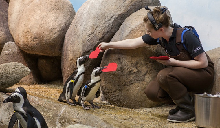Caught In A Bird Romance: Cal Academy's Penguins Receive Hearts For Valentine's Day [Video]