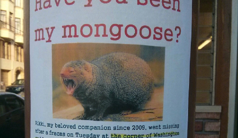 Mongoose On The Loose In Nob Hill