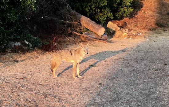 How To Coexist With Wild Coyotes—From SF's Own 'Coyote Whisperer'