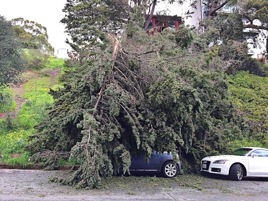 Spotted: Large Fallen Tree Collapses On Mini Cooper On States Street