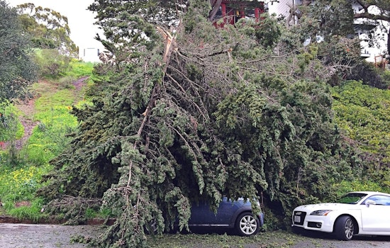 Spotted: Large Fallen Tree Collapses On Mini Cooper On States Street