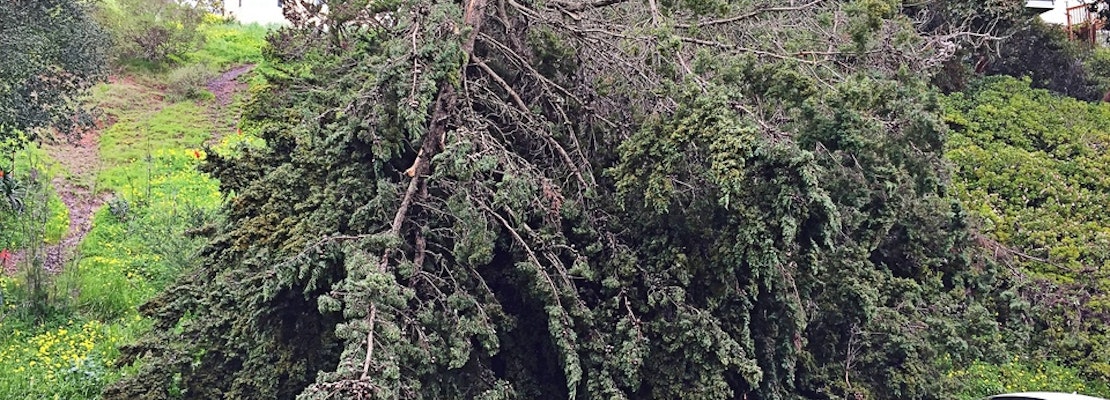 Spotted: Large Fallen Tree Collapses On Mini Cooper On States Street