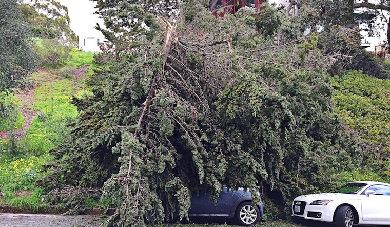 Spotted: Large Fallen Tree Collapses On Mini Cooper On States Street