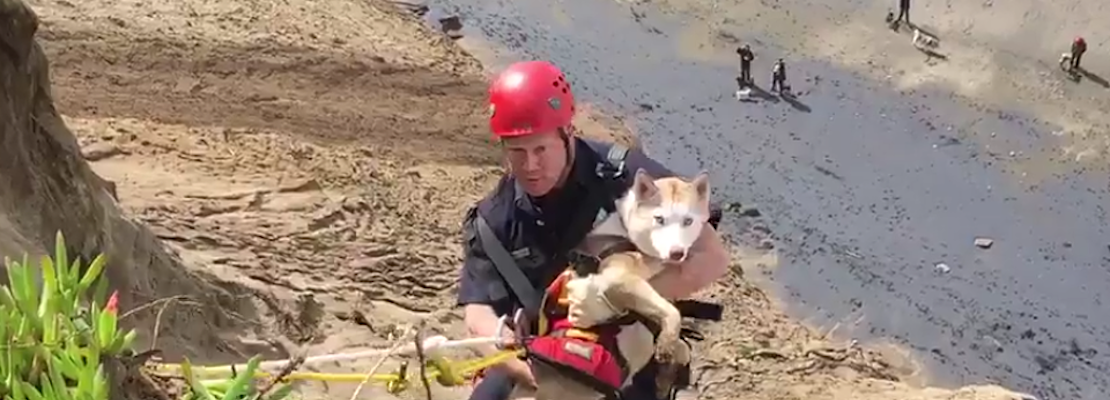Firefighters Rescue Dog From Cliffs At Fort Funston [Video]