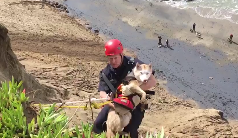 Firefighters Rescue Dog From Cliffs At Fort Funston [Video]