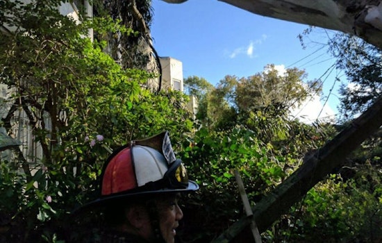 Fallen 100-Foot Tree Knocks Power Lines Down In West Portal