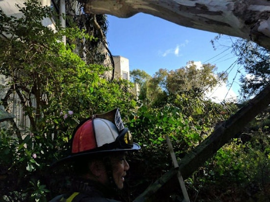 Fallen 100-Foot Tree Knocks Power Lines Down In West Portal