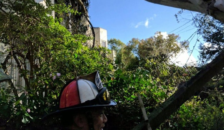 Fallen 100-Foot Tree Knocks Power Lines Down In West Portal